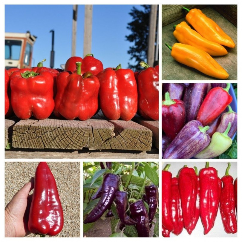 Édespaprika magkeverék - Akciós vetőmagok az Egzotikus Növények Stúdiója kínálatából